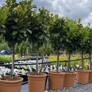 vavrínovec lekársky etna na kmienku, prunus laurocerasus etna, vavrínovec na kmienku, vavrinovec, vavrinovec lekarsky, prunus laurocerasus