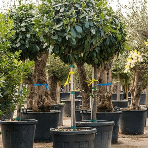 vavrínovec lekársky etna na kmienku, prunus laurocerasus etna, vavrínovec na kmienku, vavrinovec, vavrinovec lekarsky, prunus laurocerasus