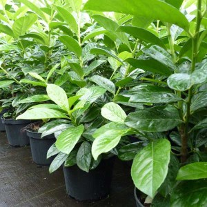 vavrínovec lekársky novita, prunus laurocerasus novita, vavrínovec, vavrinovec, vavrinovec lekarsky, prunus laurocerasus