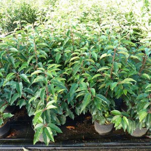 vavrínovec portugalský angustifolia, vavrínovec portugalský, vavrínovec, vavrinovec portugalsky, vavrinovec augustifolia