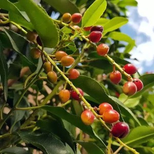 vavrínovec portugalský angustifolia, vavrínovec portugalský, vavrínovec, vavrinovec portugalsky, vavrinovec augustifolia