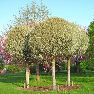 višňa krovitá globosa, višňa krovitá, višňa globosa, višňa, visna, guľovitá višňa, višňa krovitá globosa obvod kmeňa 12-14cm, prunus fruticosa globosa obvod kmeňa 12-14cm