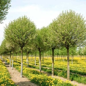 višňa krovitá globosa, višňa krovitá, višňa globosa, višňa, visna, guľovitá višňa, višňa krovitá globosa obvod kmeňa 12-14cm, prunus fruticosa globosa obvod kmeňa 12-14cm