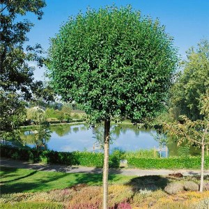 višňa krovitá globosa, višňa krovitá, višňa globosa, višňa, visna, guľovitá višňa, višňa krovitá globosa obvod kmeňa 12-14cm, prunus fruticosa globosa obvod kmeňa 12-14cm, okrasná višňa