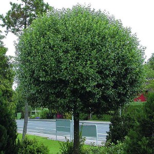 višňa krovitá globosa, višňa krovitá, višňa globosa, višňa, visna, guľovitá višňa, višňa krovitá globosa obvod kmeňa 12-14cm, prunus fruticosa globosa obvod kmeňa 12-14cm