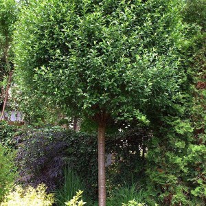 višňa krovitá globosa, višňa krovitá, višňa globosa, višňa, visna, guľovitá višňa, višňa krovitá globosa obvod kmeňa 12-14cm, prunus fruticosa globosa obvod kmeňa 12-14cm