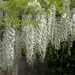 vistéria čínska alba,wisteria sinensis alba,vistéria čínska,wisteria alba,wisteria sinensis,biela vistéria