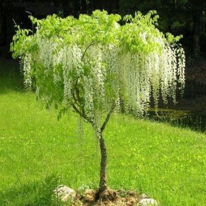 vistéria čínska alba vrúbľovaná, wisteria sinensis alba