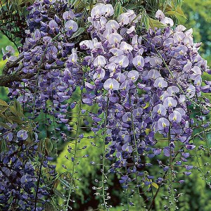 vistéria čínska vrúbľovaná, wisteria sinensis