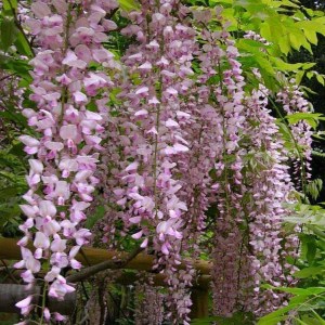 vistéria kvetnatá rosea, visteria sinensis rosea, ružová vistéria, vistéria rosea