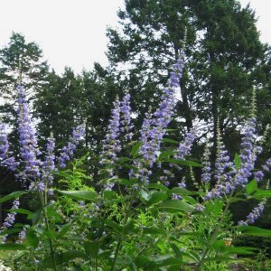 vitex jahňací, vitex agnus castus Albus, vitex, vitex jahnaci