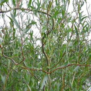 vŕba babylonská, vŕba matsudova tortuosa, salix babylonica matsudana tortuosa, salix, salix babylonica