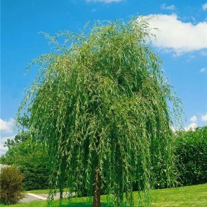 vŕba biela, smutná vŕba. salix alba tristis, vtba biela, smutna vrba, salix, salix alba, Vŕba biela, smutná vŕba 230-250cm. salix alba tristis 230-250cm