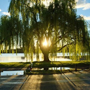 vŕba biela, smutná vŕba. salix alba tristis, vtba biela, smutna vrba, salix, salix alba, Vŕba biela, smutná vŕba 270-300cm. salix alba tristis 270-300cm