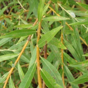 vŕba biela, smutná vŕba. salix alba tristis, vtba biela, smutna vrba, salix, salix alba, Vŕba biela, smutná vŕba 230-250cm. salix alba tristis 230-250cm