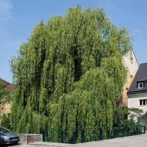 vŕba, biela, strachowo, salix alba, previsnutá vŕba, solitér, aleje, okrasné dreviny, vodné výsadby, záhrada