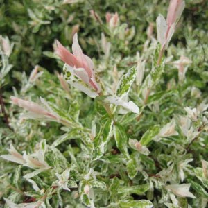 vŕba japonská, vrba japonska, vŕba, vrba, salix integra hakuro nishiki, salix ihakuro nishiki, vŕby, japonska vrba