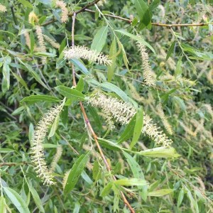 vŕba krehká, salix fragilis, vrba krehka, salix, krehká vŕba