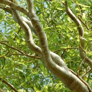 vŕba babylonská, vŕba matsudova tortuosa, salix babylonica matsudana tortuosa, salix, salix babylonica