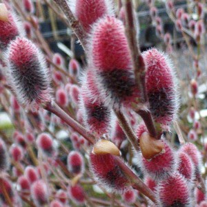 vŕba švajčiarska na kmienku, vŕba švajčiarka, vŕba, vŕba na kmienku, salix, salix helvetica, švajčiarska vŕba