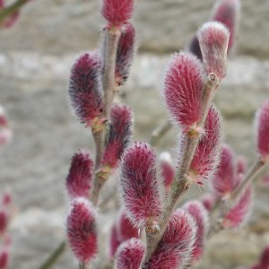 vŕba mount aso na kmienku, salix gracilistyla mount aso, salix gracilistyla, salix na kmienku, salix mount aso na kmienku