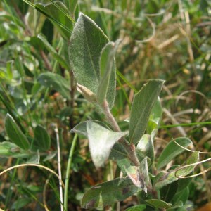 salix repens ilona, salix, salix repens, salix ilona, vŕba, vŕba plazivá ilona, vŕba plazivá