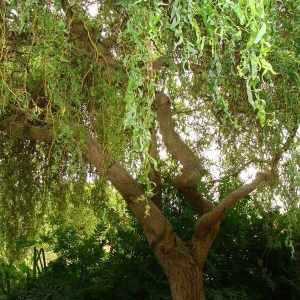 vŕba pokrútená, salix erythroflexuosa, vŕba, vrba pokrutena, salix, erythroflexuosa