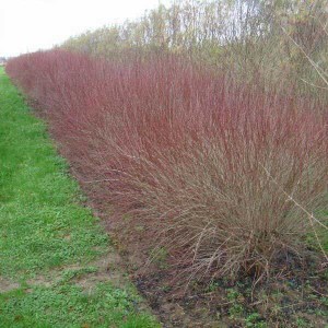 vŕba purpurová nana, salix purpurea nana, salix, vŕba purpurová, salix purpurea