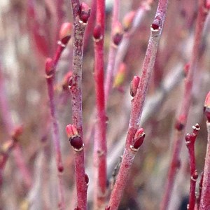 vŕba purpurová nana, salix purpurea nana, salix, vŕba purpurová, salix purpurea