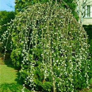 vŕba rakytová, vrba rakytova, vŕba, vrba, salix, salix pendula, salix caprea pendula, vŕby, vrby, vŕba rakytová pendula na kmienku 120cm