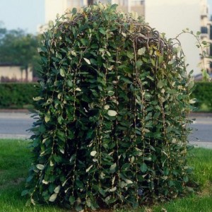 vŕba rakytová, vrba rakytova, vŕba, vrba, salix, salix pendula, salix caprea pendula, vŕby, vrby, vŕba rakytová pendula na kmienku 180cm