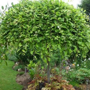 vŕba rakytová, vrba rakytova, vŕba, vrba, salix, salix pendula, salix caprea pendula, vŕby, vrby, vŕba rakytová pendula na kmienku 80cm