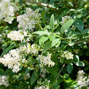 vtáčí zob atrovirens, ligustrum vulgare atrovirens, zob atrovirens, vtaci zob atrovirens