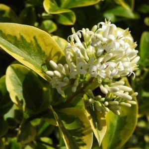 Vtáčí zob vajcovitolistý Aureum, Ligustrum ovalifolium Aureum