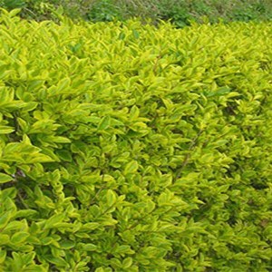 vtáčí zob vajcovitolistý, ligustrum ovalifolium aureum, vtáčí zob, vtaci zob, ligustrum