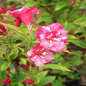 vajgela floridská, weigela florida moulin rouge, vajgela floridska, vajgela, weigela, weigela florida