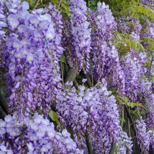 vistéria čínska, wisteria sinensis, visteria cinska, wisteria, vistéria, visteria