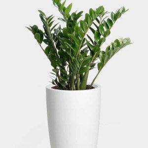 zamiokulkas, zamioculcas zamiifolia, zamioculcas