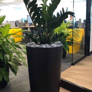 zamiokulkas, zamioculcas zamiifolia, zamioculcas