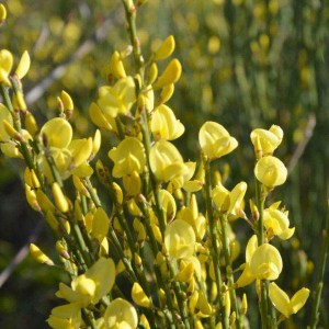 zanoväť skorá allgold, cytisus praecox allgold, zanoväť, cytisus, zanoväť skorá, zanoväť allgold, zanovat allgold