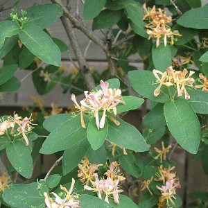 zemolez peryclimenum belgica, lonicera peryclimenum belgica, zemolez, zemolez belgica, zemolez ovíjavý