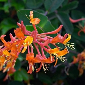 zemolez brownii Dropmore Scarlet, lonicera brownii dropmore scarlet, zemolez, lonicera