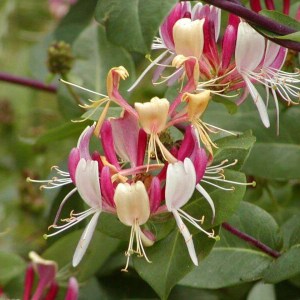 zemolez peryclimenum serotina, lonicera peryclimenum serotina, zemolez, zemolez serotina