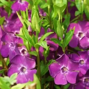 zimozeleň menšia atropurpurea , zimozeleň, zimozelen, vinca, zimozeleň atropurpurea, zimozeleň fialová, zimozeleň červená