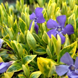 zimozeleň menšia aureovariegata, zimozeleň, zimozelen, vinca, zimozeleň aureovariegata