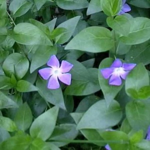 zimozeleň väčšia variegata zimozeleň, zimozelen vacsia variegata, zimozelen, vinca variegata