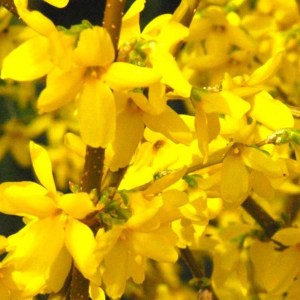 zlatý dážď prostredný, zlatovka, zlatovka prostredná, forsythia intermedia lynwood, forsythia, forsythia lynwood, zlatý dážď, zlaty dazd, zlatovka prostredna