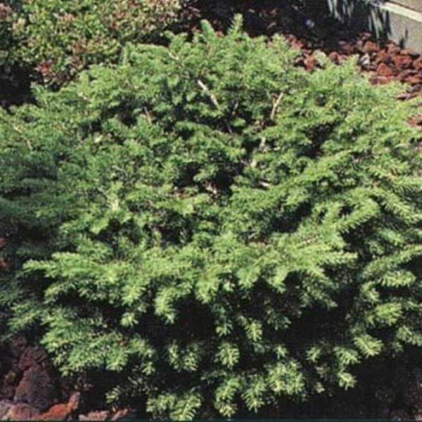 Smrek obyčajný Nidiformis. Picea abies Nidiformis.