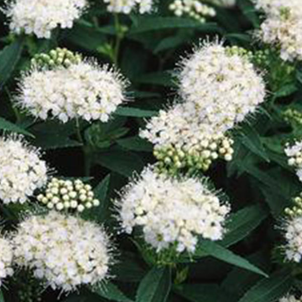 tavoľník japonský albiflora, spiraea japonica albiflora, biely tavoľník, biely tavolnik