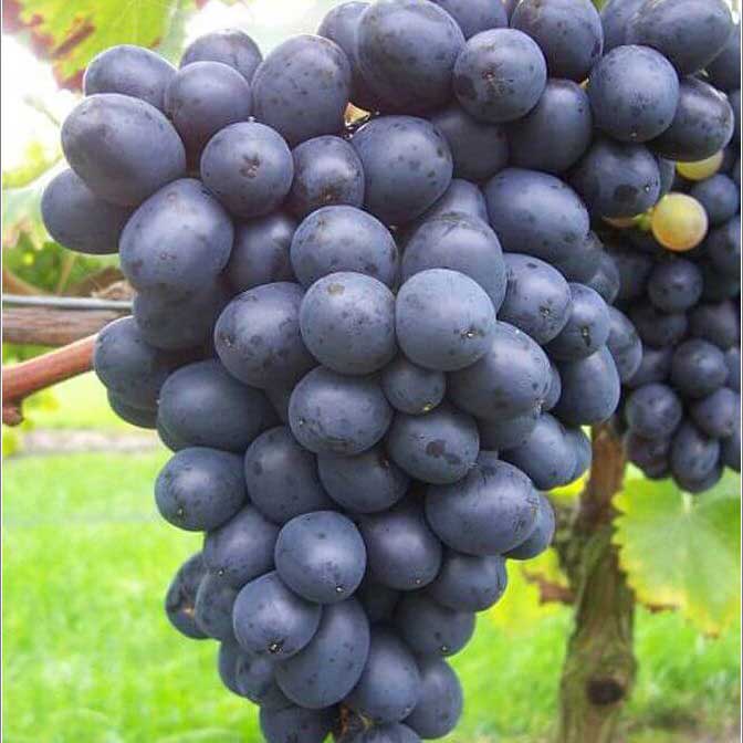 vinič nero, vinič, vinic, vinic nero, vinič hroznorodý, vinic hroznorody, vinič tmavomodrý nero 180-200cm